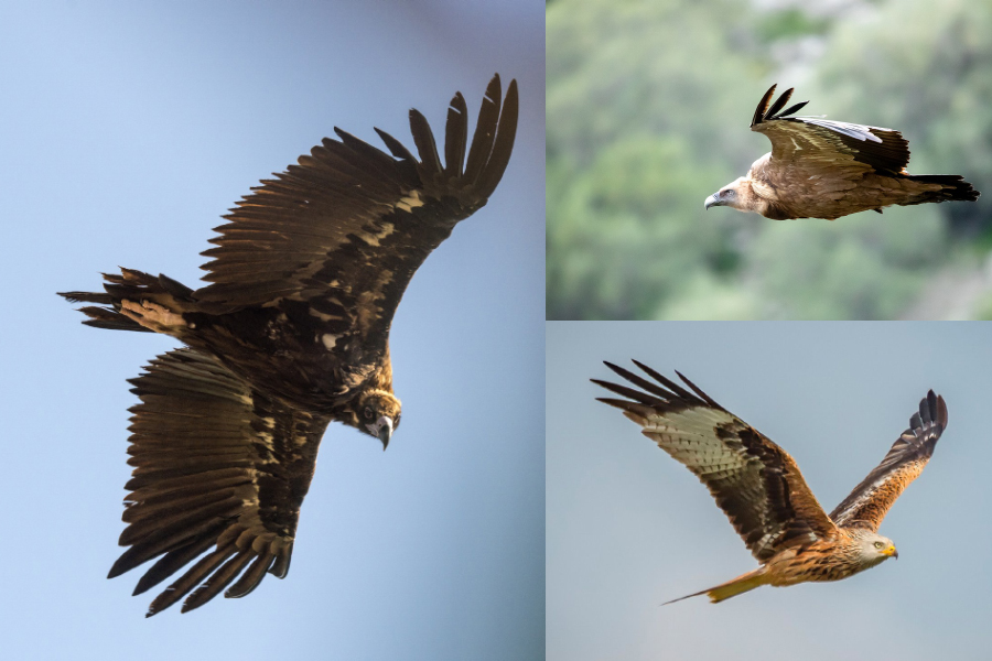aves