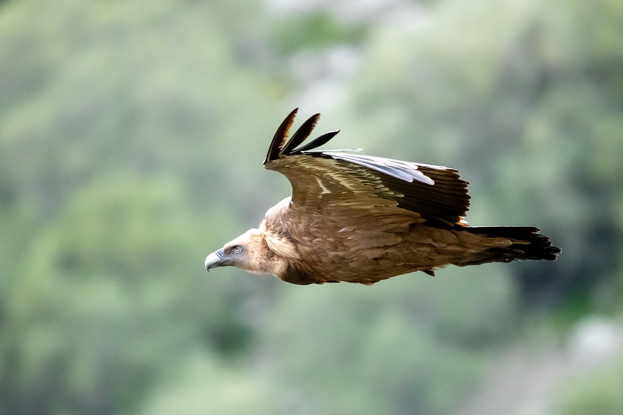 griffon-vulture-4999047_1280
