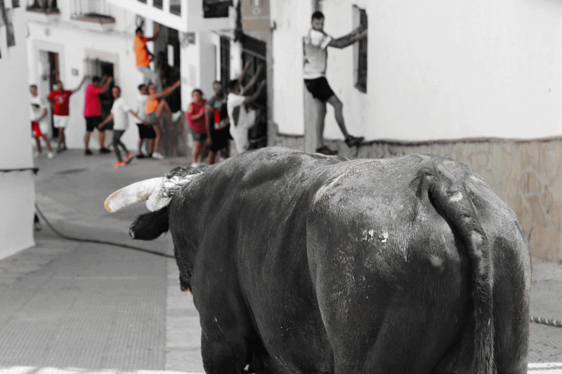 Toro de cuerda de Gaucín